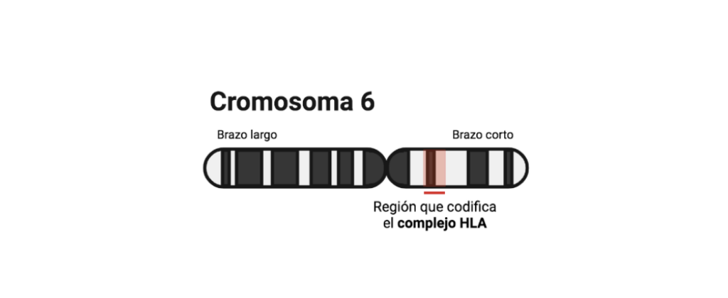 Cromosoma