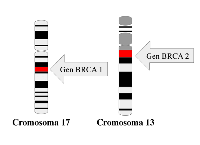 La imagen tiene un atributo ALT vacío; su nombre de archivo es BRCA-genes-article-espanol.png