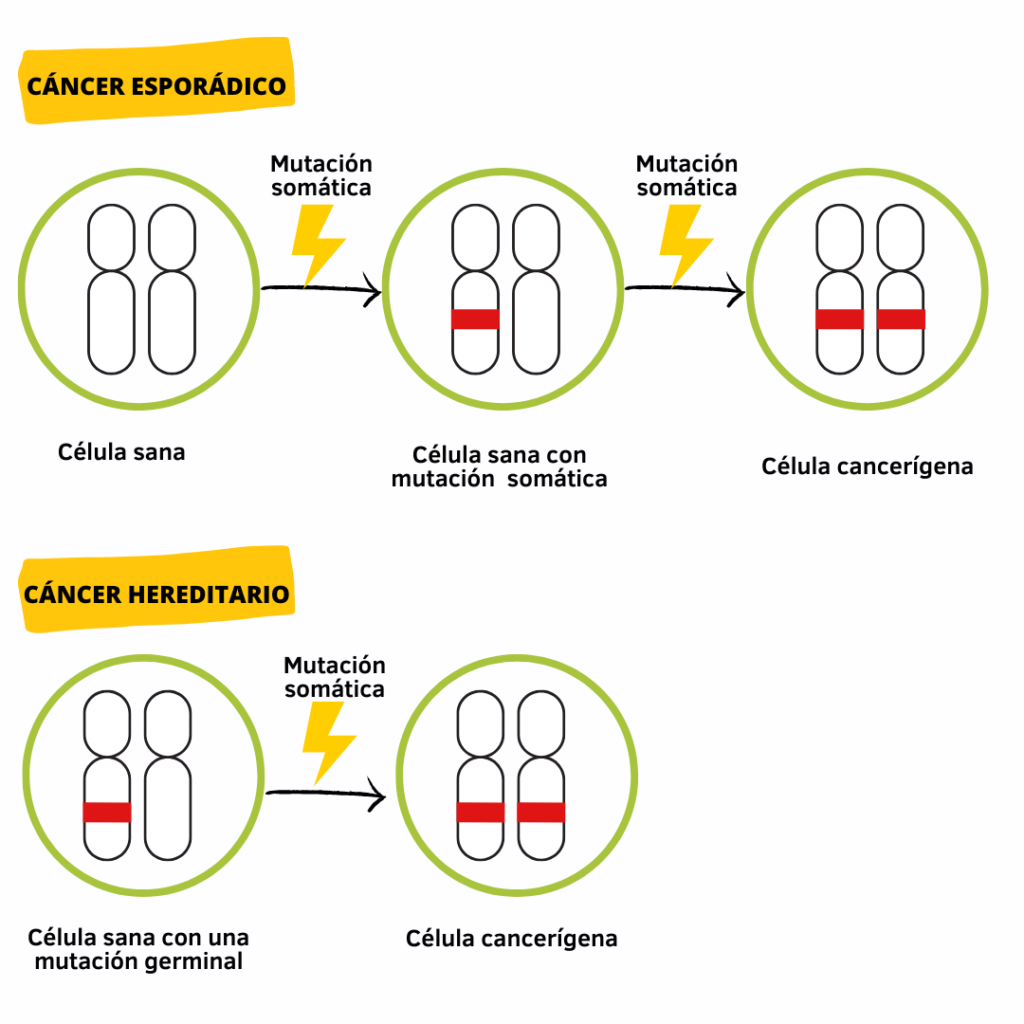 La imagen tiene un atributo ALT vacío; su nombre de archivo es Cancer-hereditario-vs.-esporádico-1-1024x1024.png